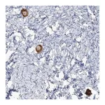 Merck Anti-TMEM209 antibody produced in rabbit