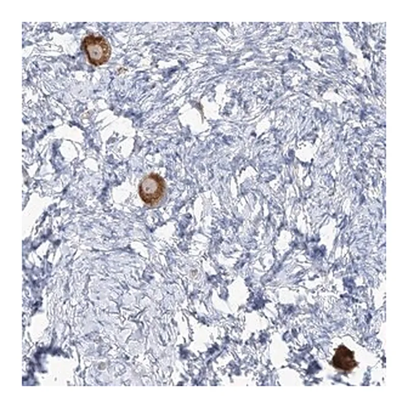Merck Anti-TMEM209 antibody produced in rabbit