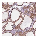 Merck Anti-PRAG1 antibody produced in rabbit