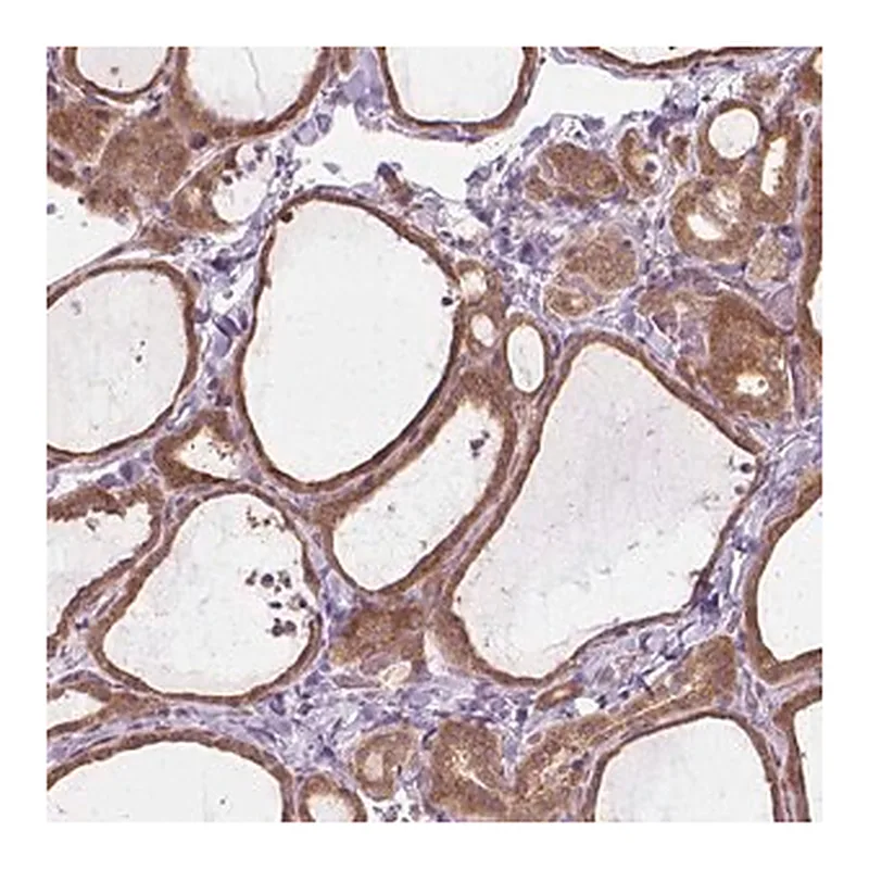 Merck Anti-PRAG1 antibody produced in rabbit