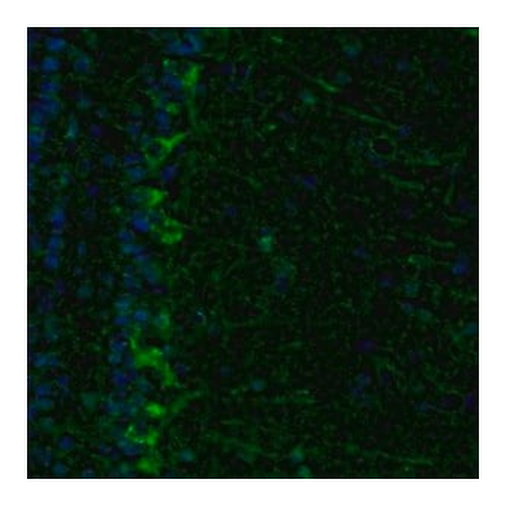 Merck Anti-ECH1 antibody produced in rabbit