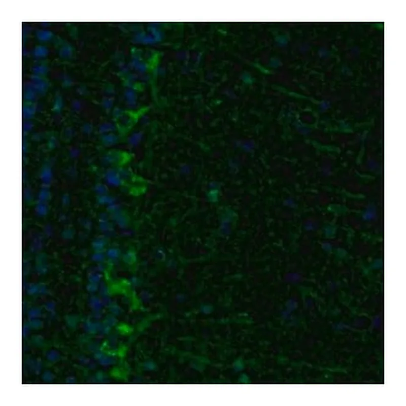 Merck Anti-ECH1 antibody produced in rabbit