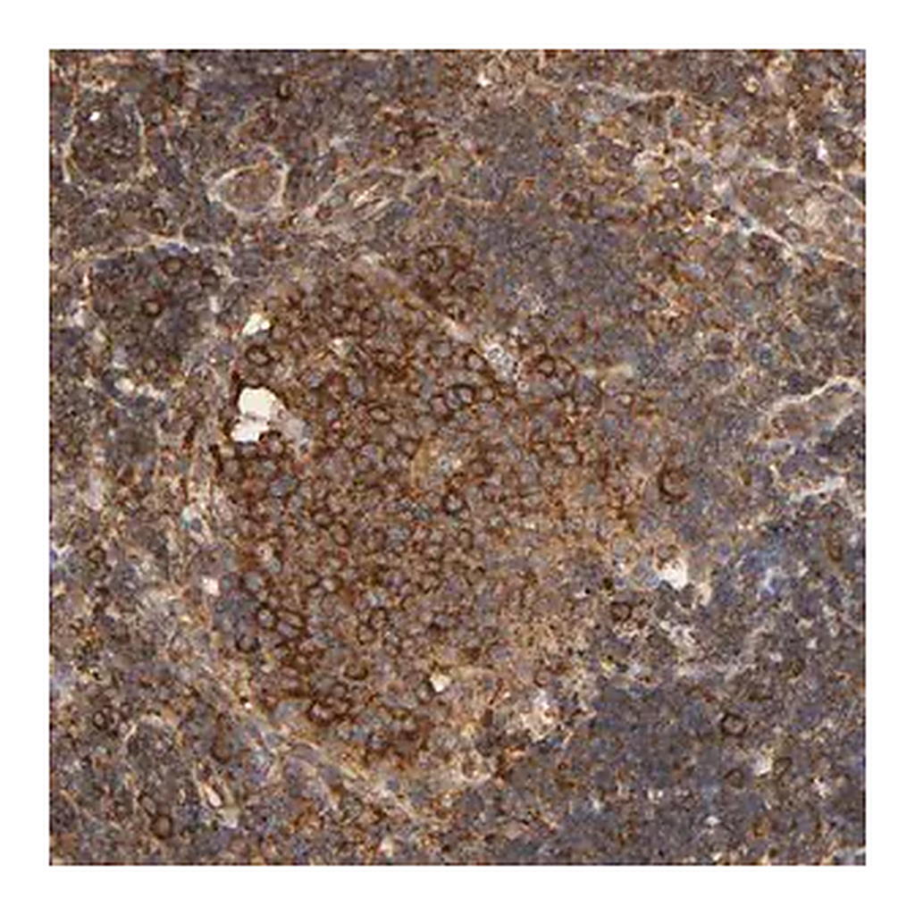 Merck Anti-RPL14 antibody produced in rabbit