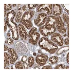 Merck Anti-RAB11FIP3 antibody produced in rabbit