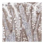Merck Anti-EIF2A antibody produced in rabbit