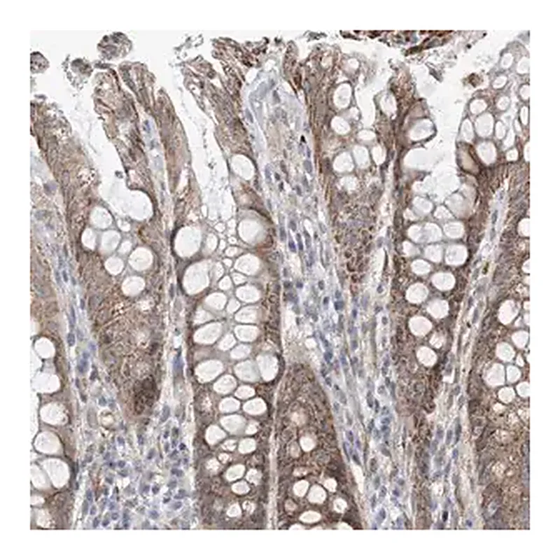 Merck Anti-EIF2A antibody produced in rabbit