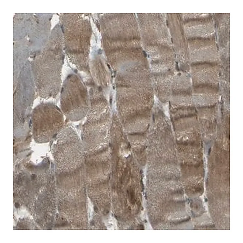 Merck Anti-NEXN antibody produced in rabbit