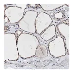 Merck Anti-LRIG3 antibody produced in rabbit