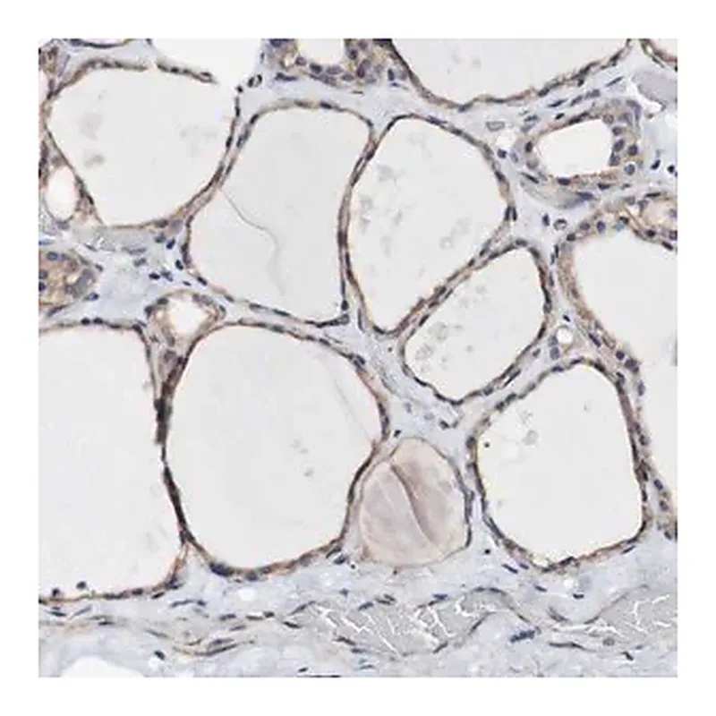 Merck Anti-LRIG3 antibody produced in rabbit