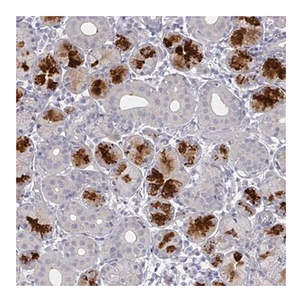 Merck Anti-TTYH3 antibody produced in rabbit