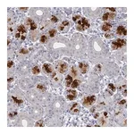 Merck Anti-TTYH3 antibody produced in rabbit