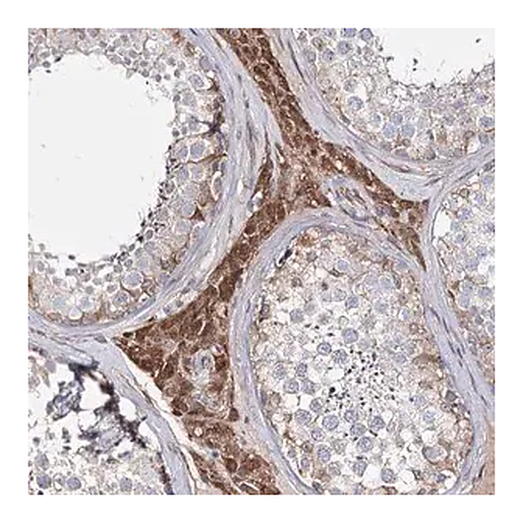 Merck Anti-KIAA0825 antibody produced in rabbit