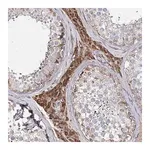 Merck Anti-KIAA0825 antibody produced in rabbit