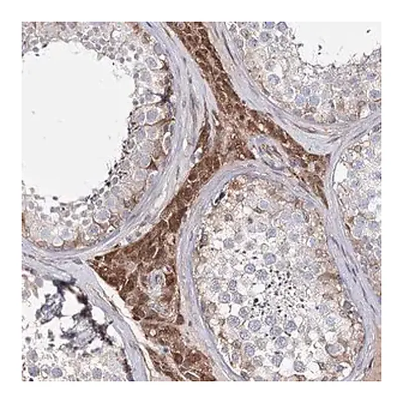 Merck Anti-KIAA0825 antibody produced in rabbit