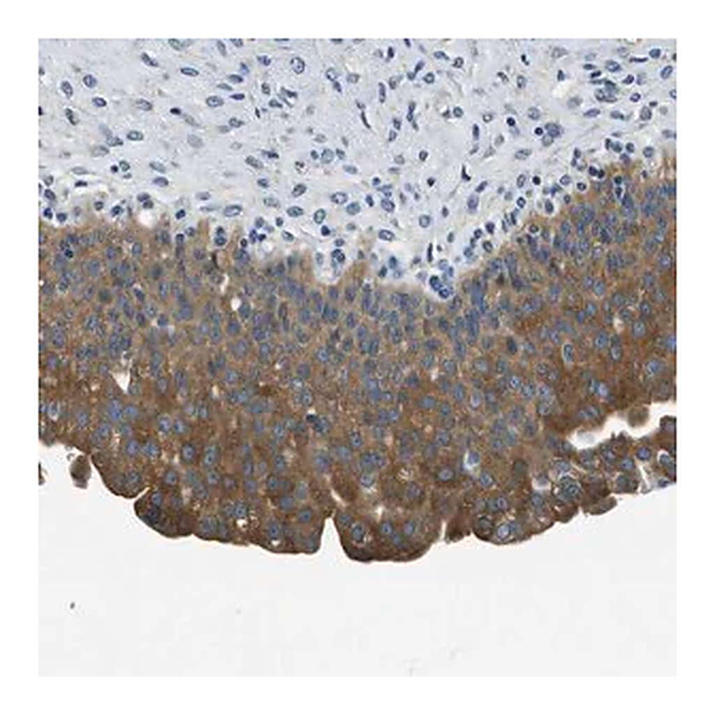 Merck Anti-TWF1 antibody produced in rabbit