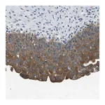 Merck Anti-TWF1 antibody produced in rabbit