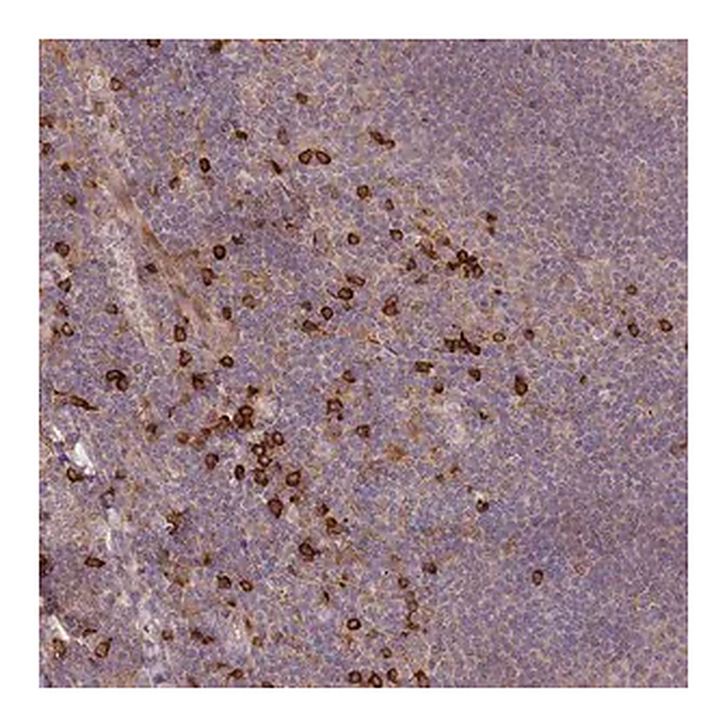 Merck Anti-MPEG1 antibody produced in rabbit
