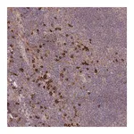 Merck Anti-MPEG1 antibody produced in rabbit