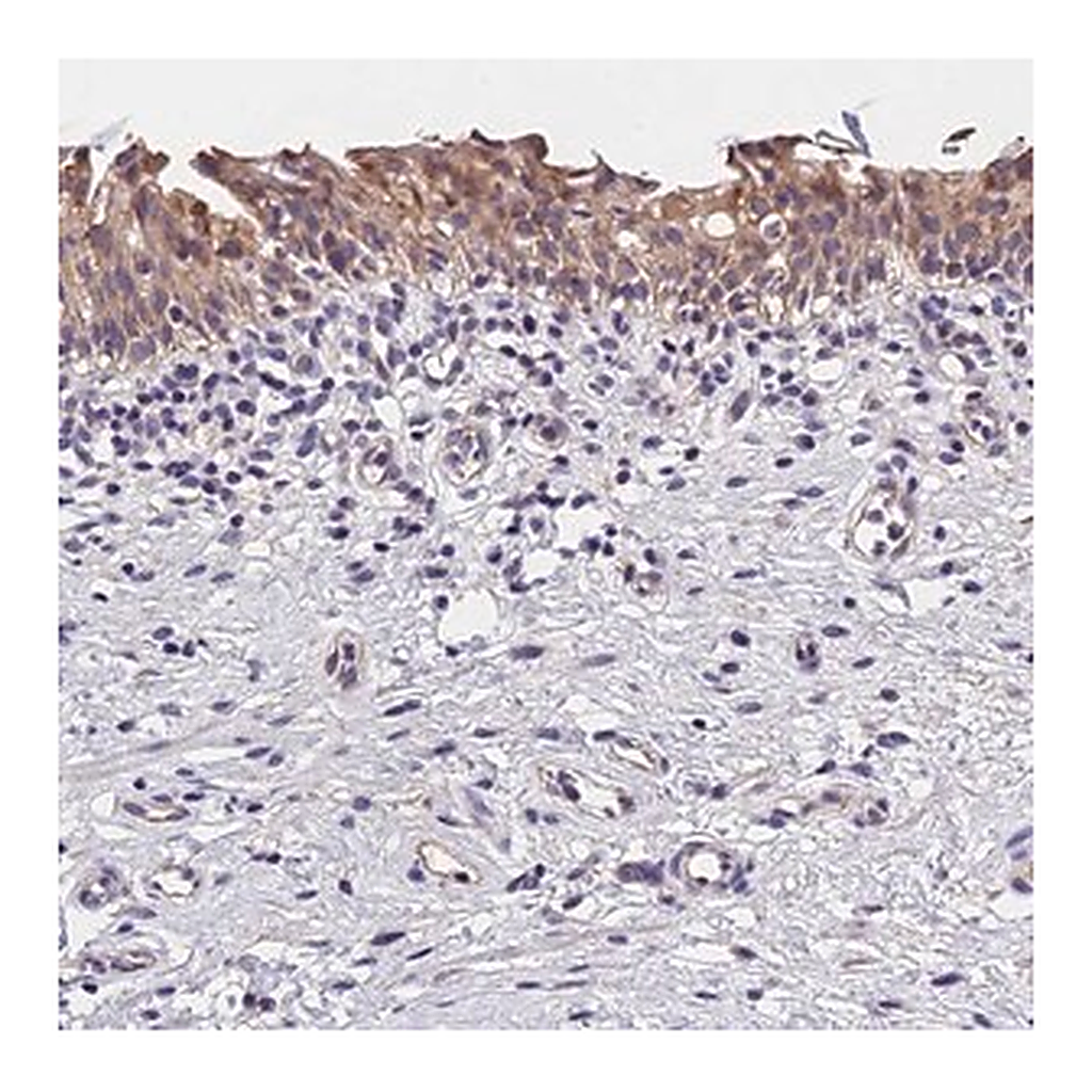 Merck Anti-OAS3 antibody produced in rabbit