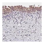 Merck Anti-OAS3 antibody produced in rabbit