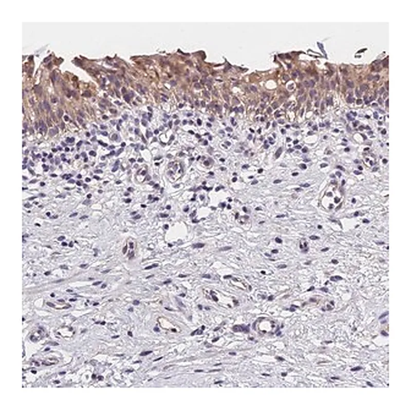 Merck Anti-OAS3 antibody produced in rabbit