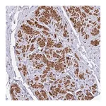 Merck Anti-MVD antibody produced in rabbit