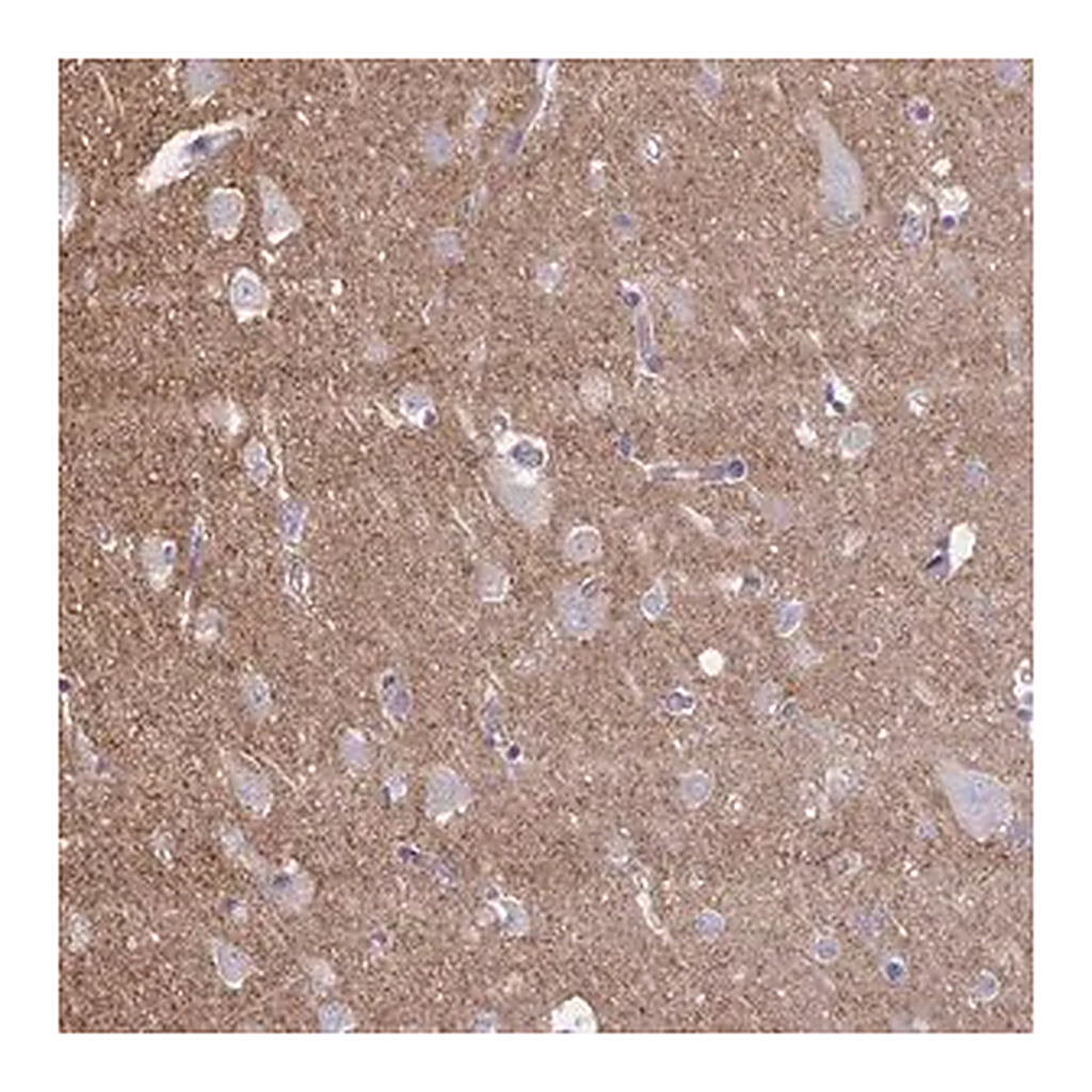 Merck Anti-NTN1 antibody produced in rabbit
