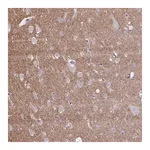 Merck Anti-NTN1 antibody produced in rabbit