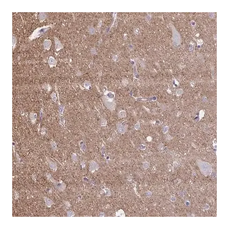 Merck Anti-NTN1 antibody produced in rabbit