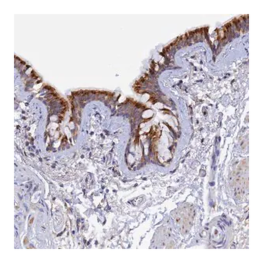 Merck Anti-RPGRIP1L antibody produced in rabbit