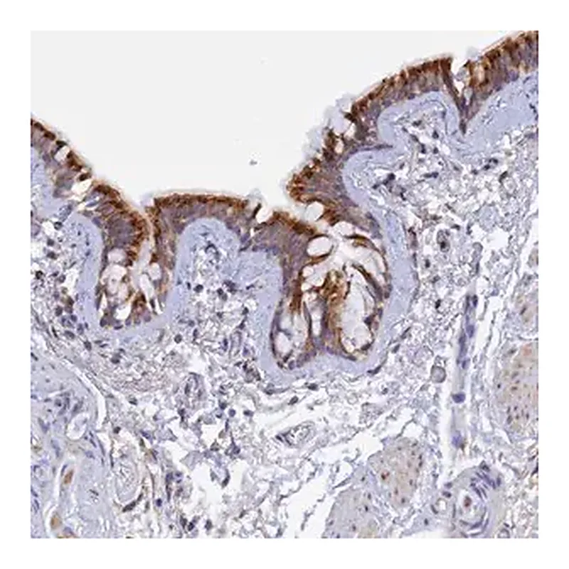 Merck Anti-RPGRIP1L antibody produced in rabbit