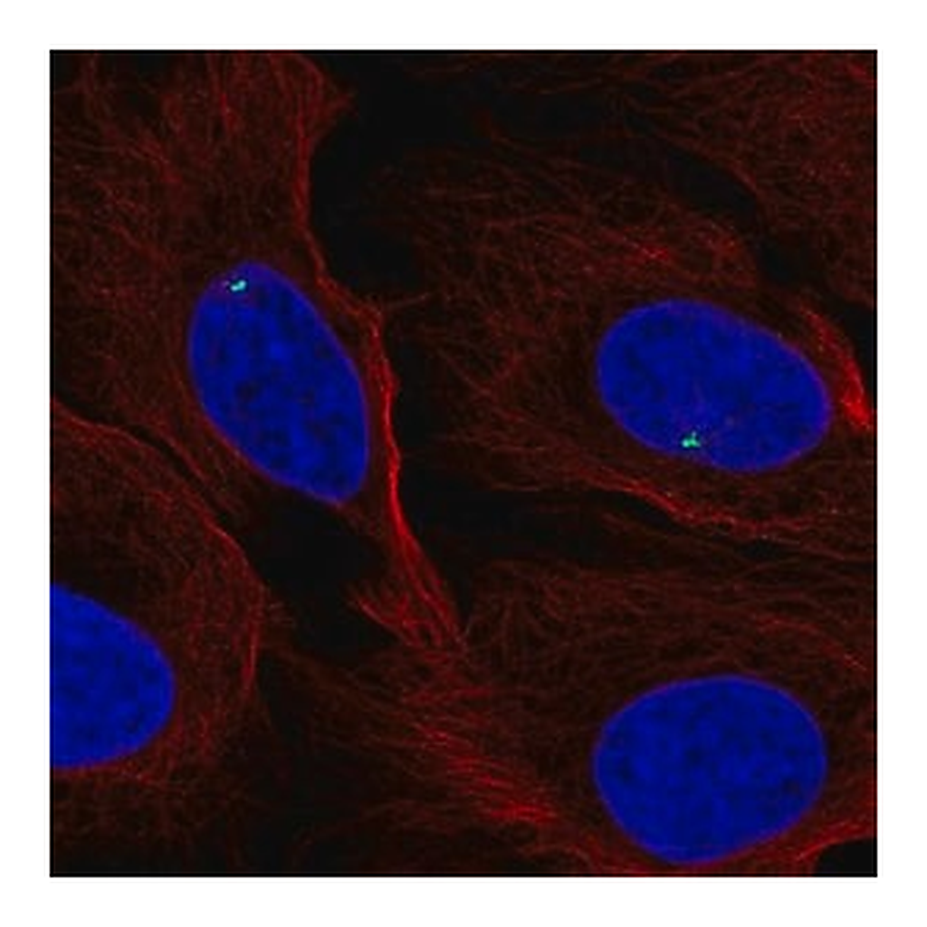 Merck Anti-FGFR1OP antibody produced in rabbit
