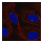 Merck Anti-FGFR1OP antibody produced in rabbit