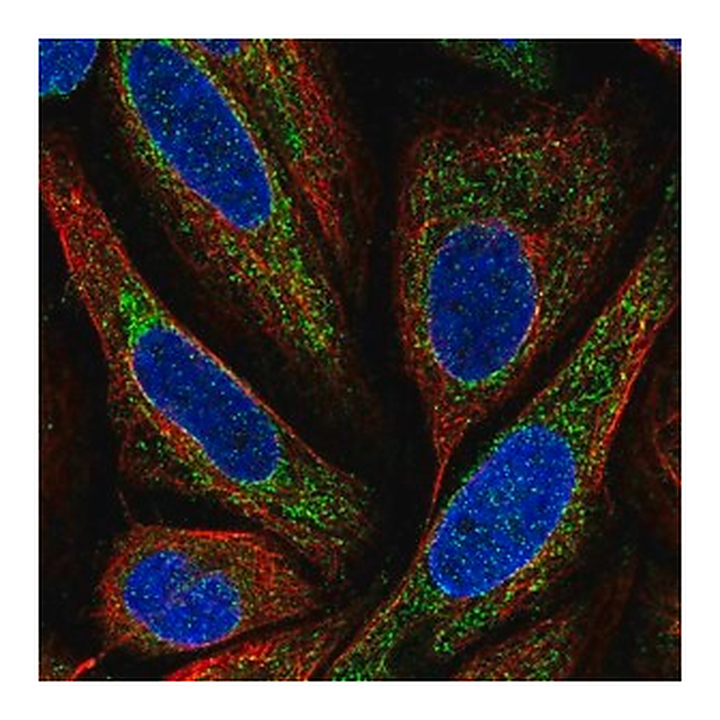 Merck Anti-BMP6 antibody produced in rabbit