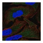 Merck Anti-MOV10 antibody produced in rabbit