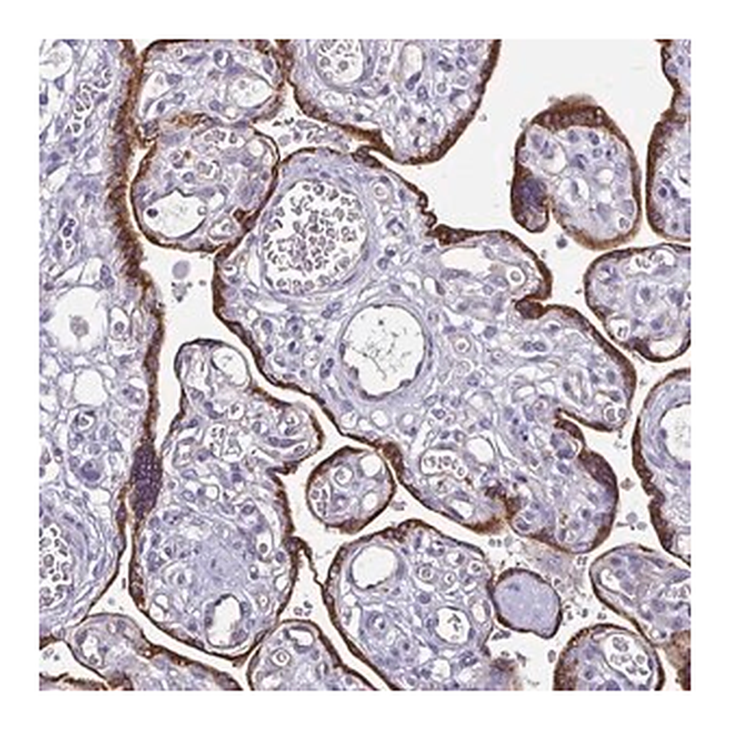Merck Anti-ADAMTS6 antibody produced in rabbit