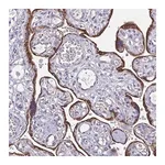 Merck Anti-ADAMTS6 antibody produced in rabbit