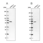 Merck Anti-UPF3B antibody produced in rabbit