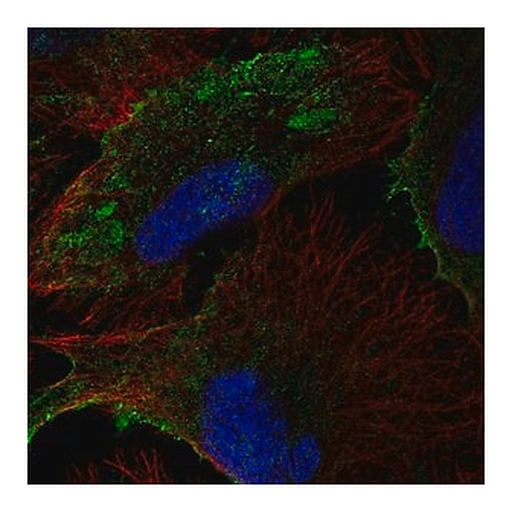 Merck Anti-PTRF antibody produced in rabbit