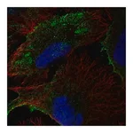 Merck Anti-PTRF antibody produced in rabbit