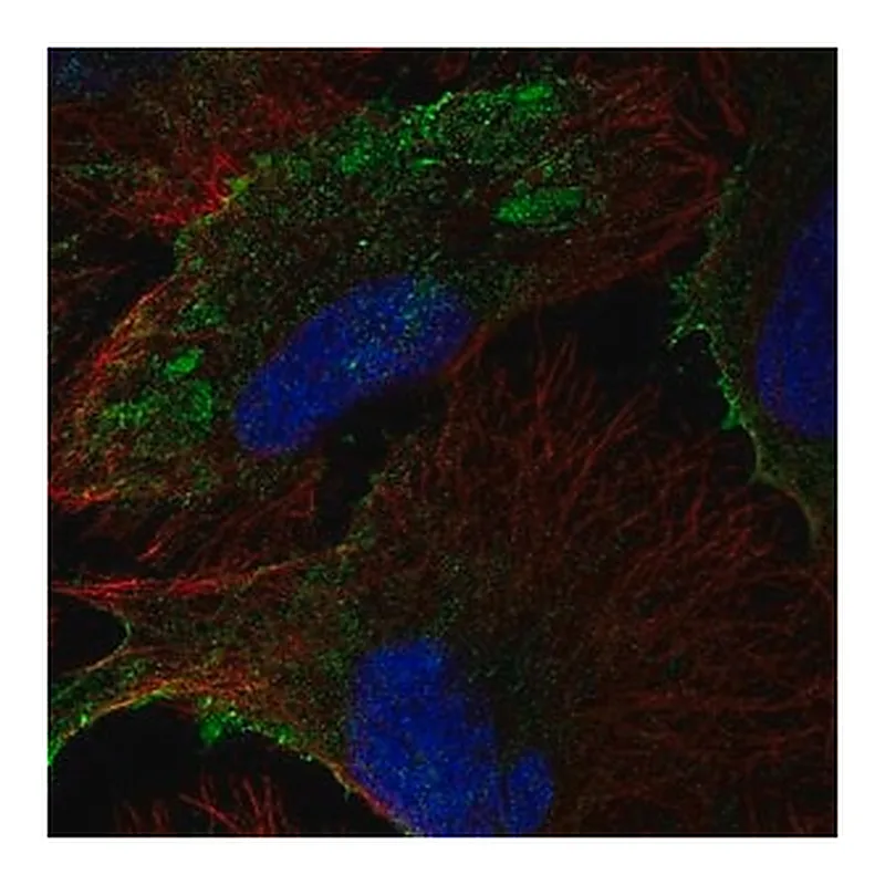 Merck Anti-PTRF antibody produced in rabbit