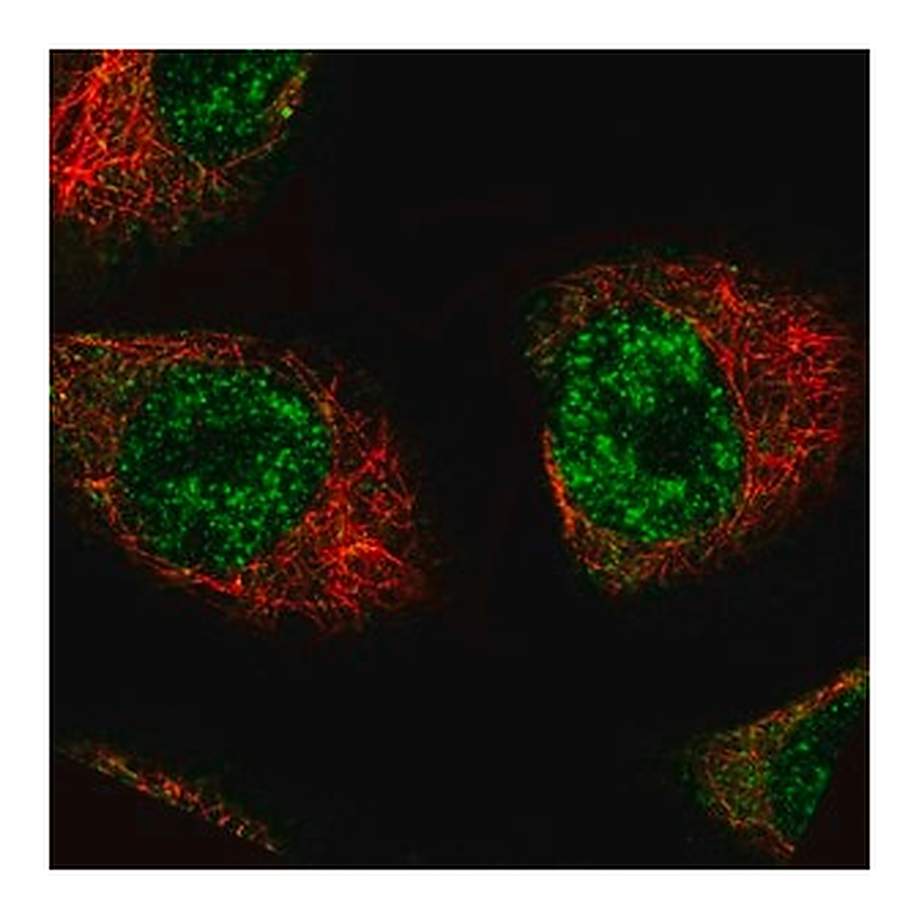 Merck Monoclonal Anti-MKL2 antibody produced in mouse