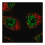 Merck Monoclonal Anti-MKL2 antibody produced in mouse