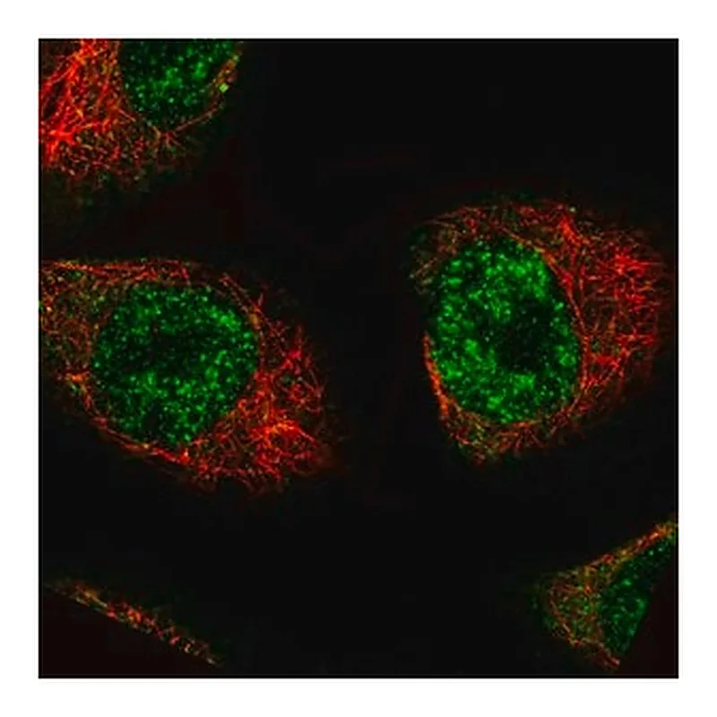 Merck Monoclonal Anti-MKL2 antibody produced in mouse