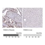 Merck Anti-FOXO4 antibody produced in rabbit