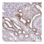 Merck Anti-RNASEH1 antibody produced in rabbit