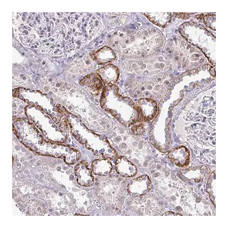 Merck Anti-RNASEH1 antibody produced in rabbit