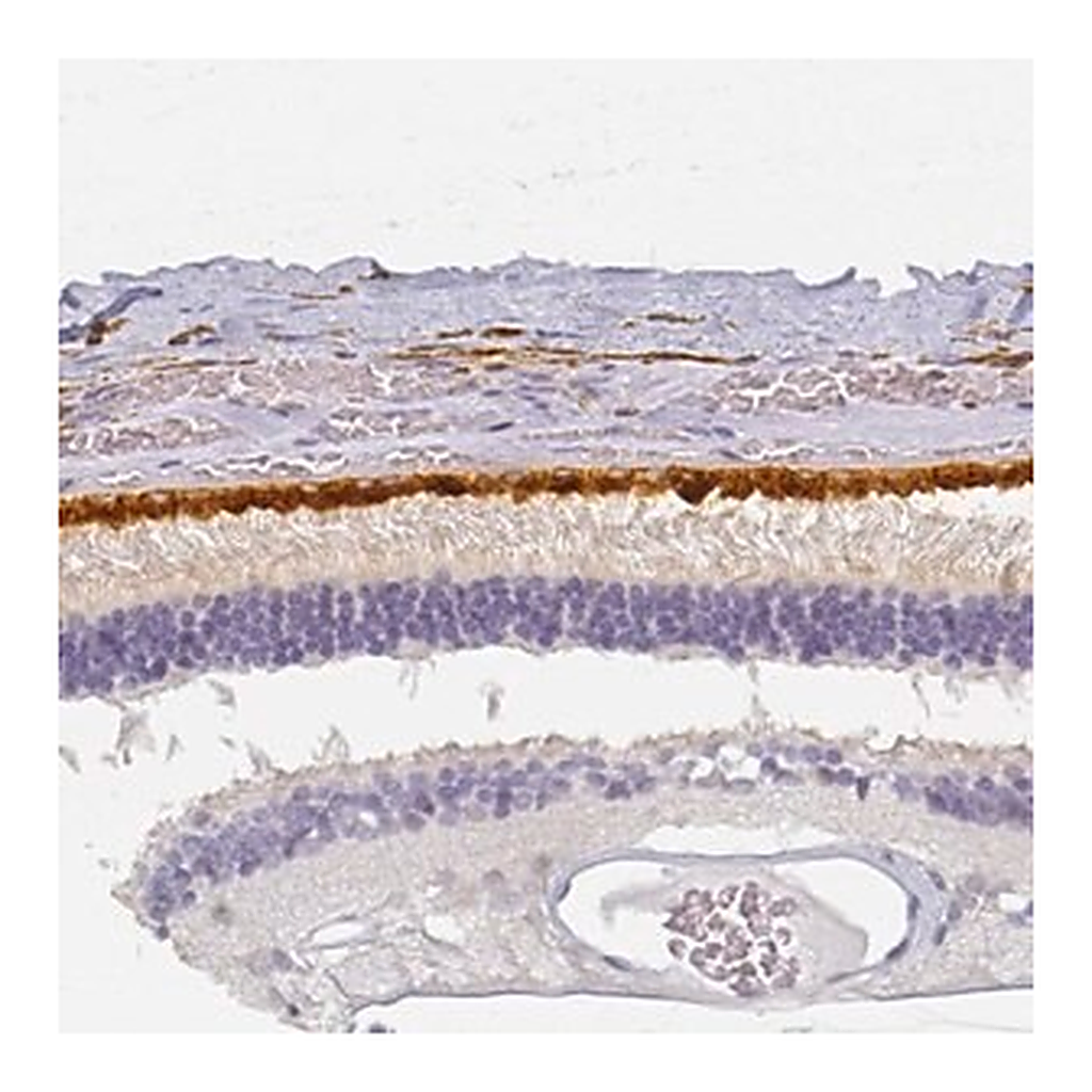 Merck Anti-BEST1 antibody produced in rabbit