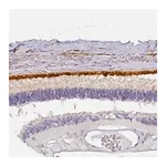 Merck Anti-BEST1 antibody produced in rabbit