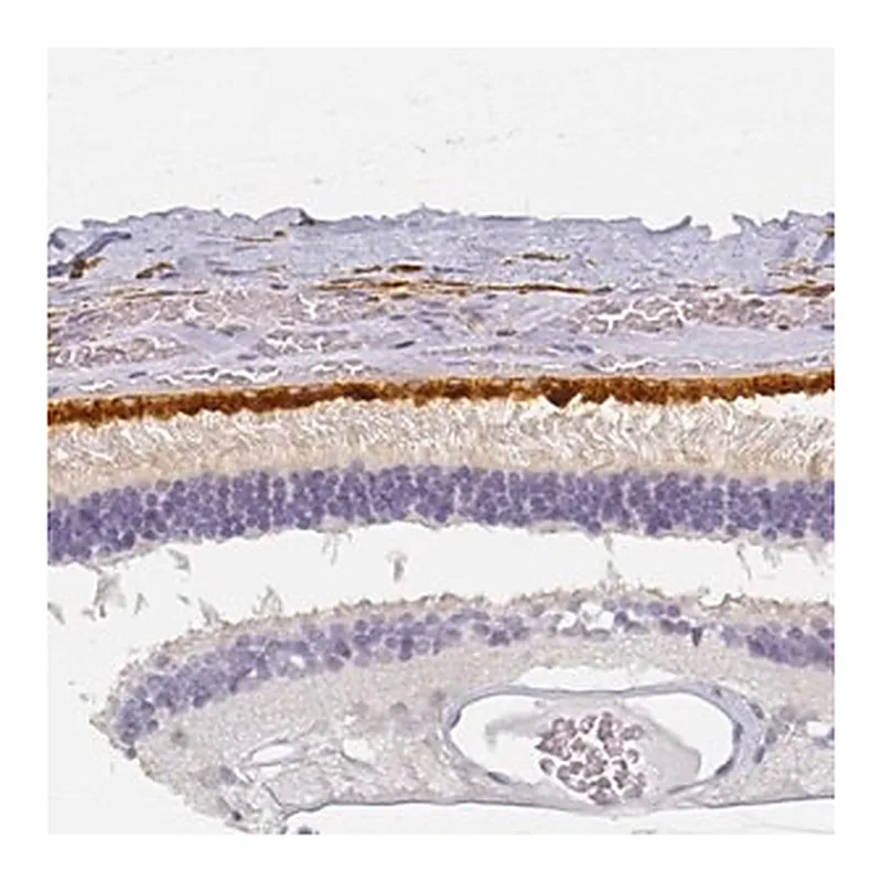 Merck Anti-BEST1 antibody produced in rabbit